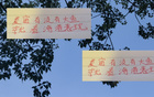 深圳申花等隊引外援國腳，夏窗期待海港大魚。