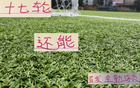 中超三豪門，維塔爾海港，馬納法申花，全勤外援17輪首發(fā)